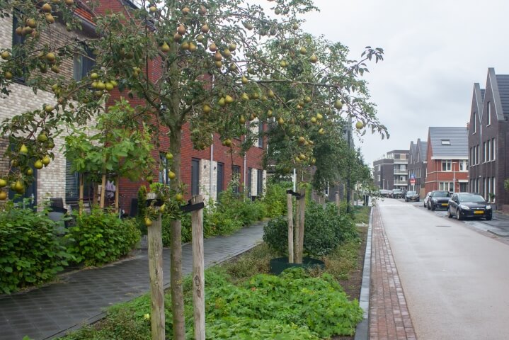 rijnvliet-edible neighbourhood