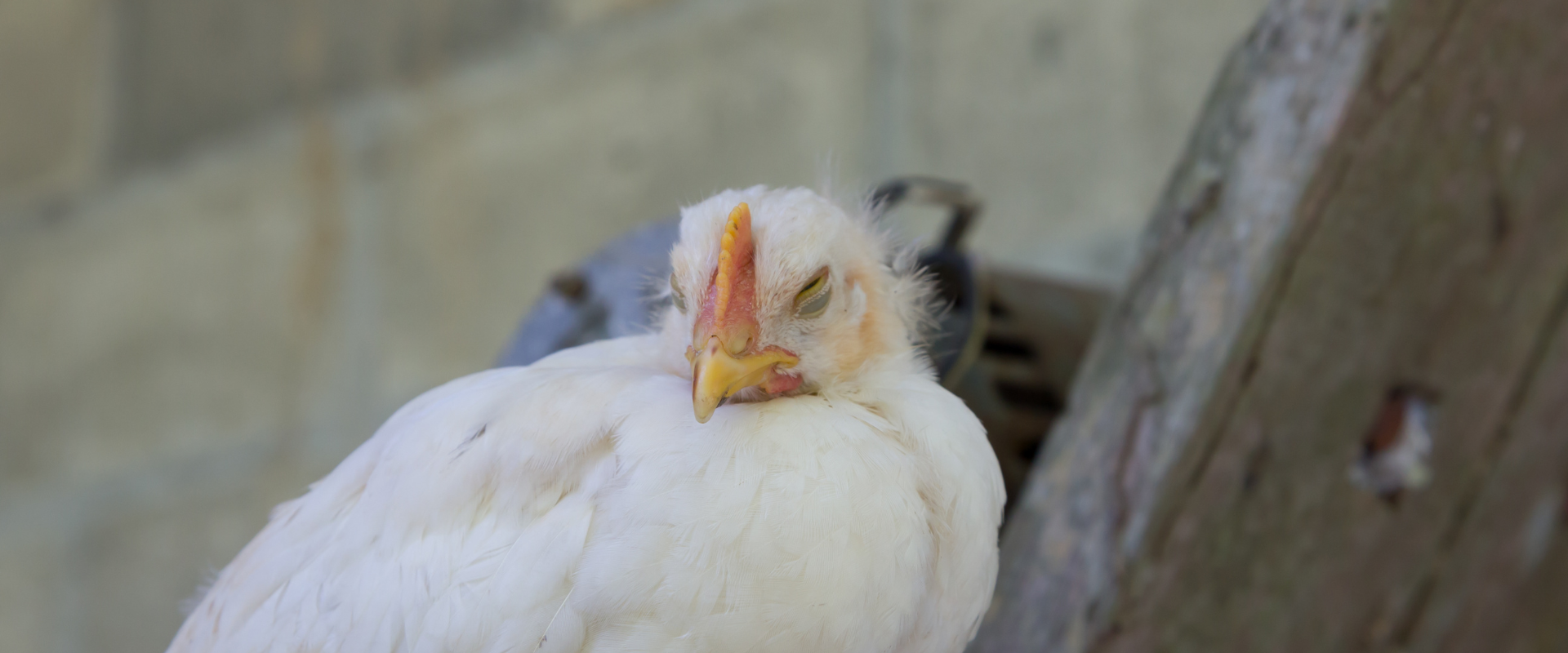 The US Avian Flu outbreak: the impact on producers, manufacturers and processors