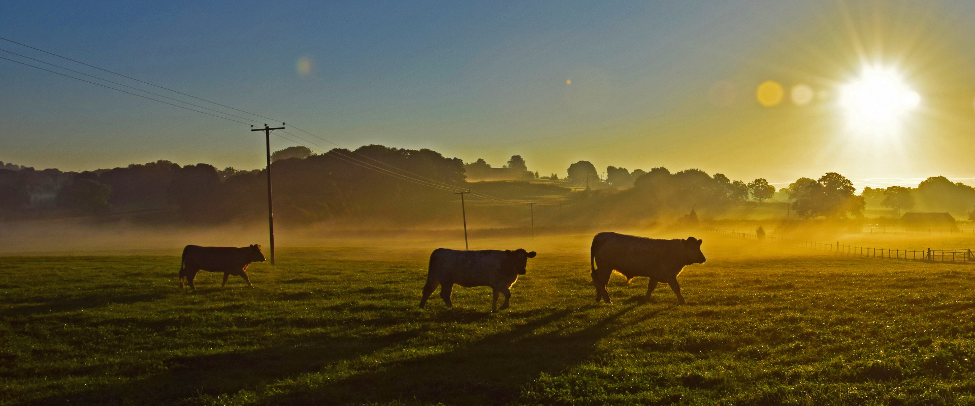 Digital livestock procurement: driving supply chain cost efficiency