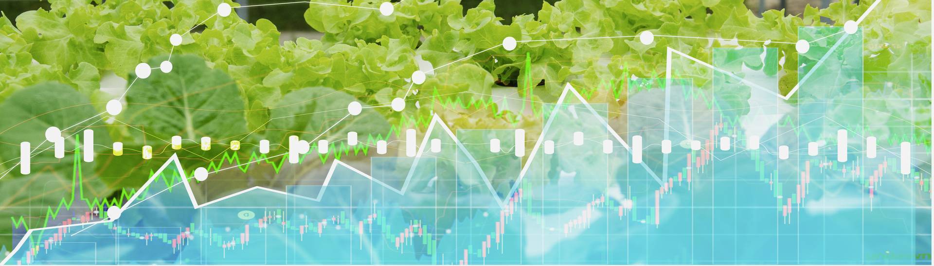 FSMA 204 delay: turning compliance into a competitive advantage