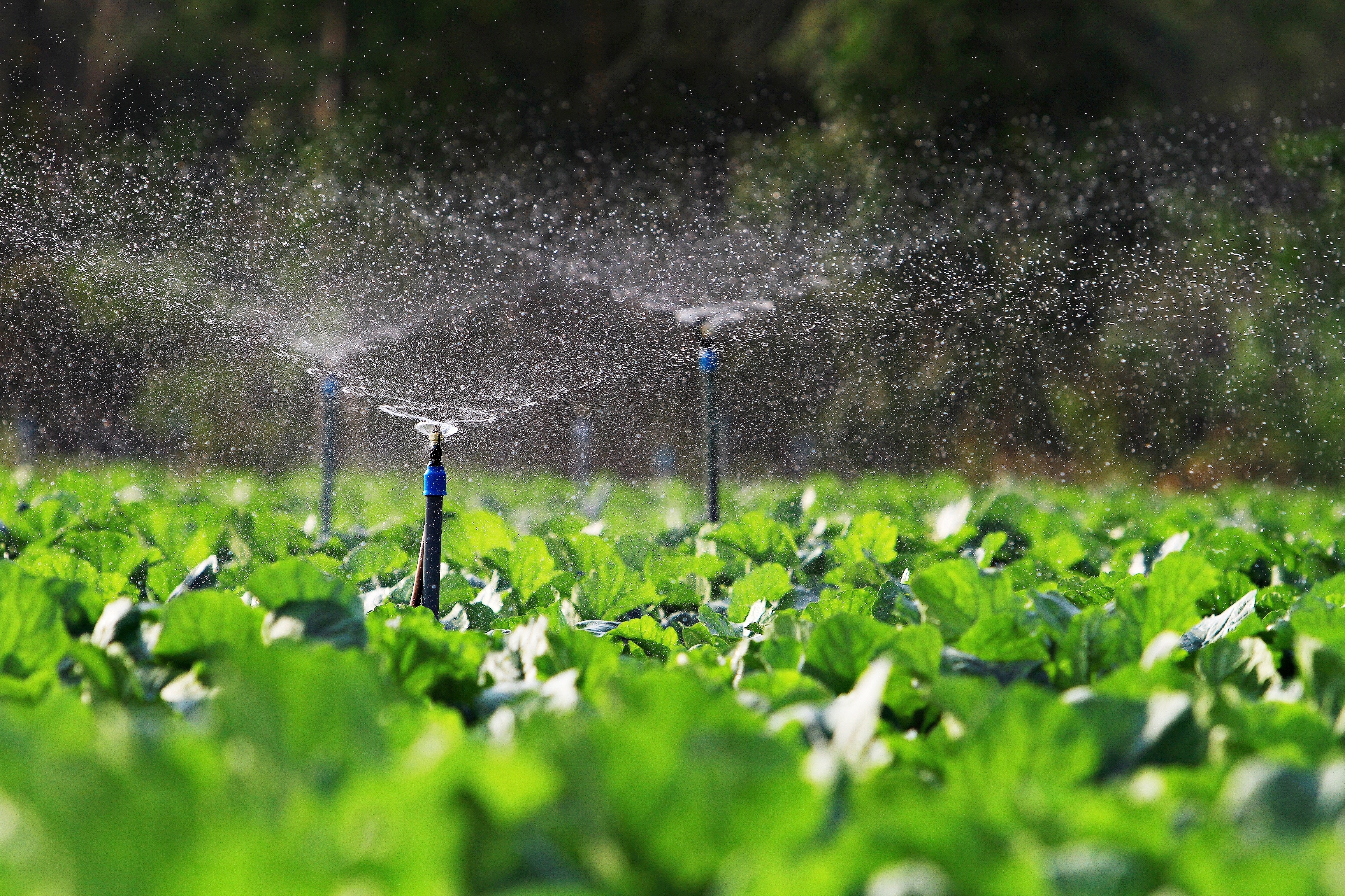 The FSMA 204 Final Rule on Pre-Harvest Agricultural Water: how will it affect your business?