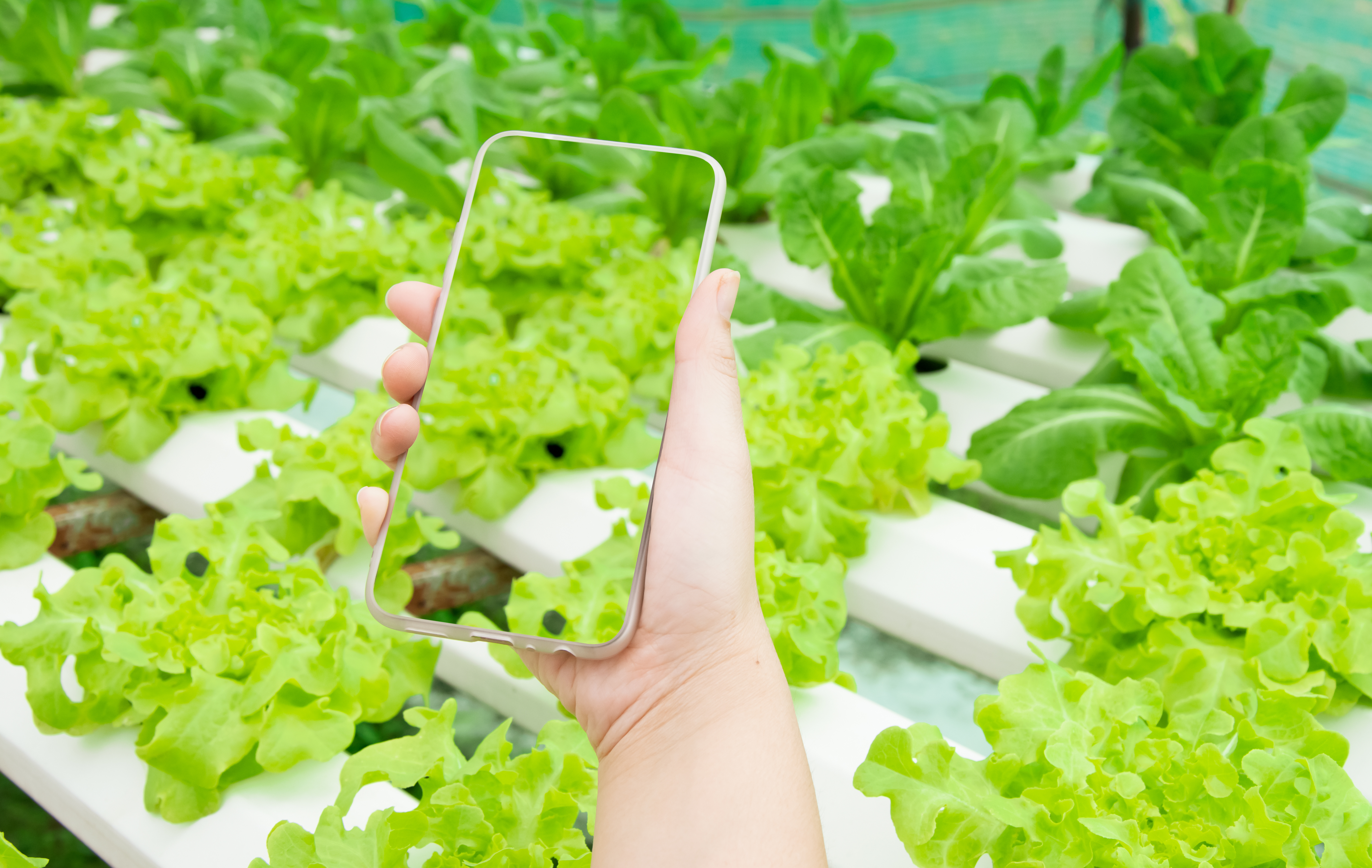FSMA 204 spotlight: tackling the big issues with experts Thomas Burke & Melanie Neumann