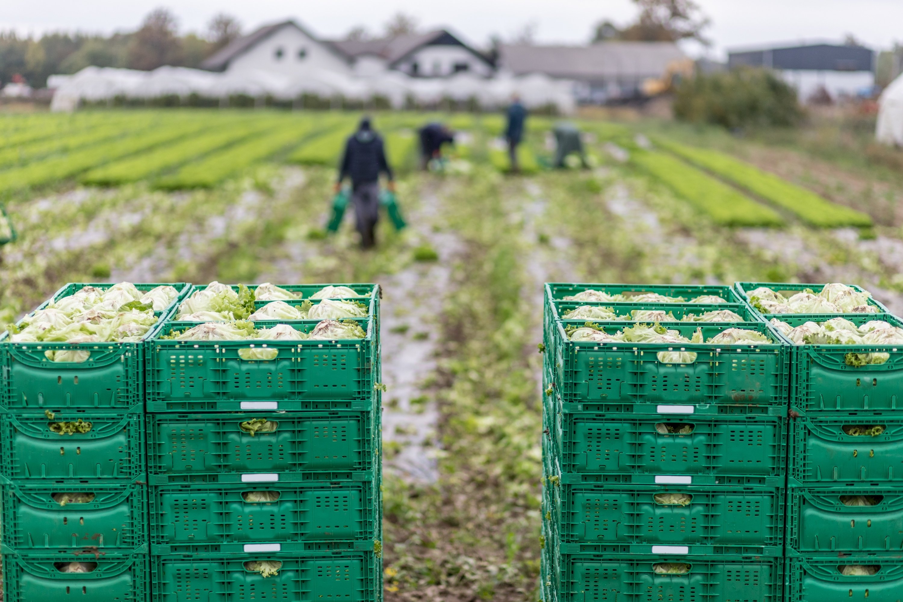 Are farm labour shortages still costing the food sector in 2023?