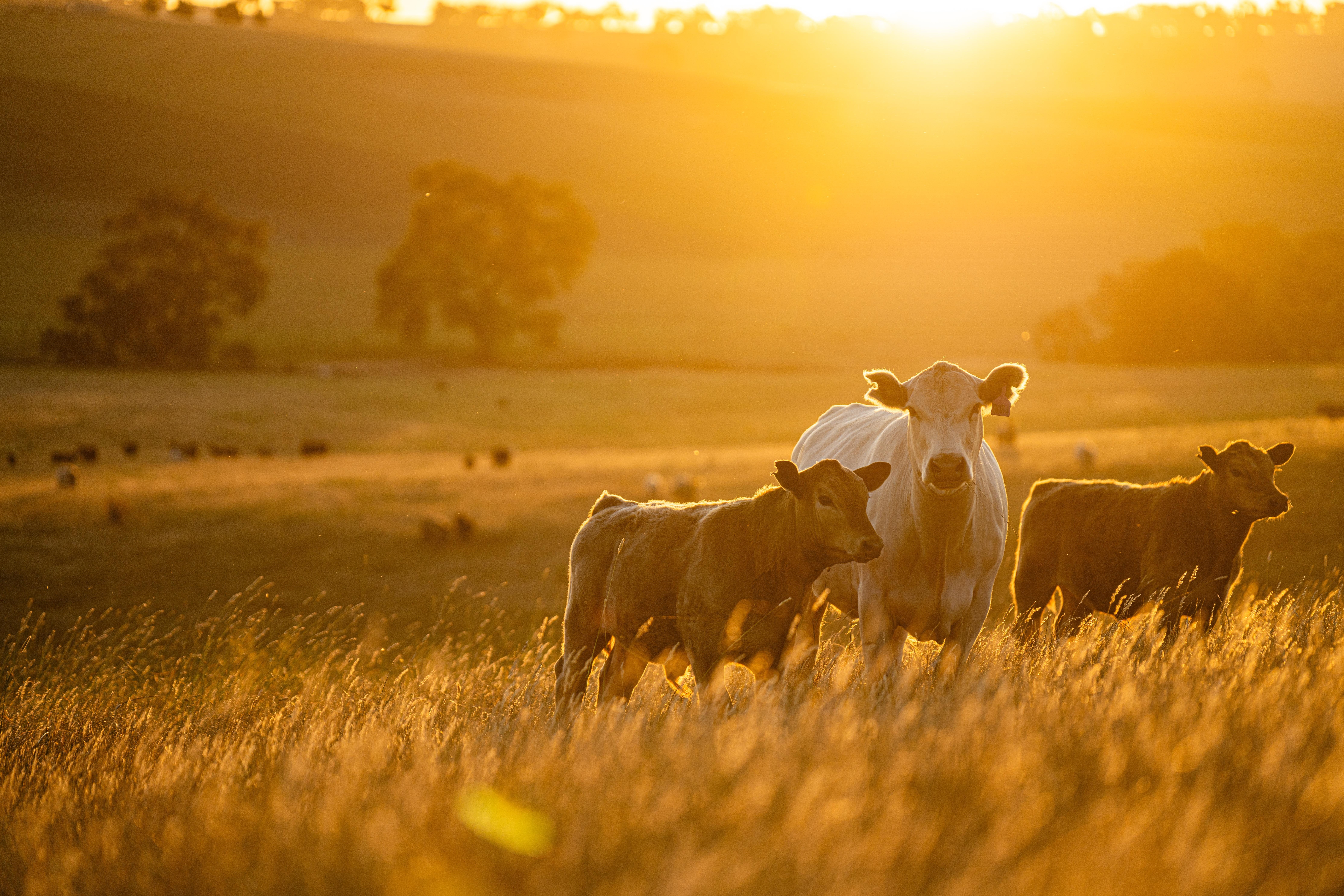 The threat of antimicrobial resistance to our food supply chains