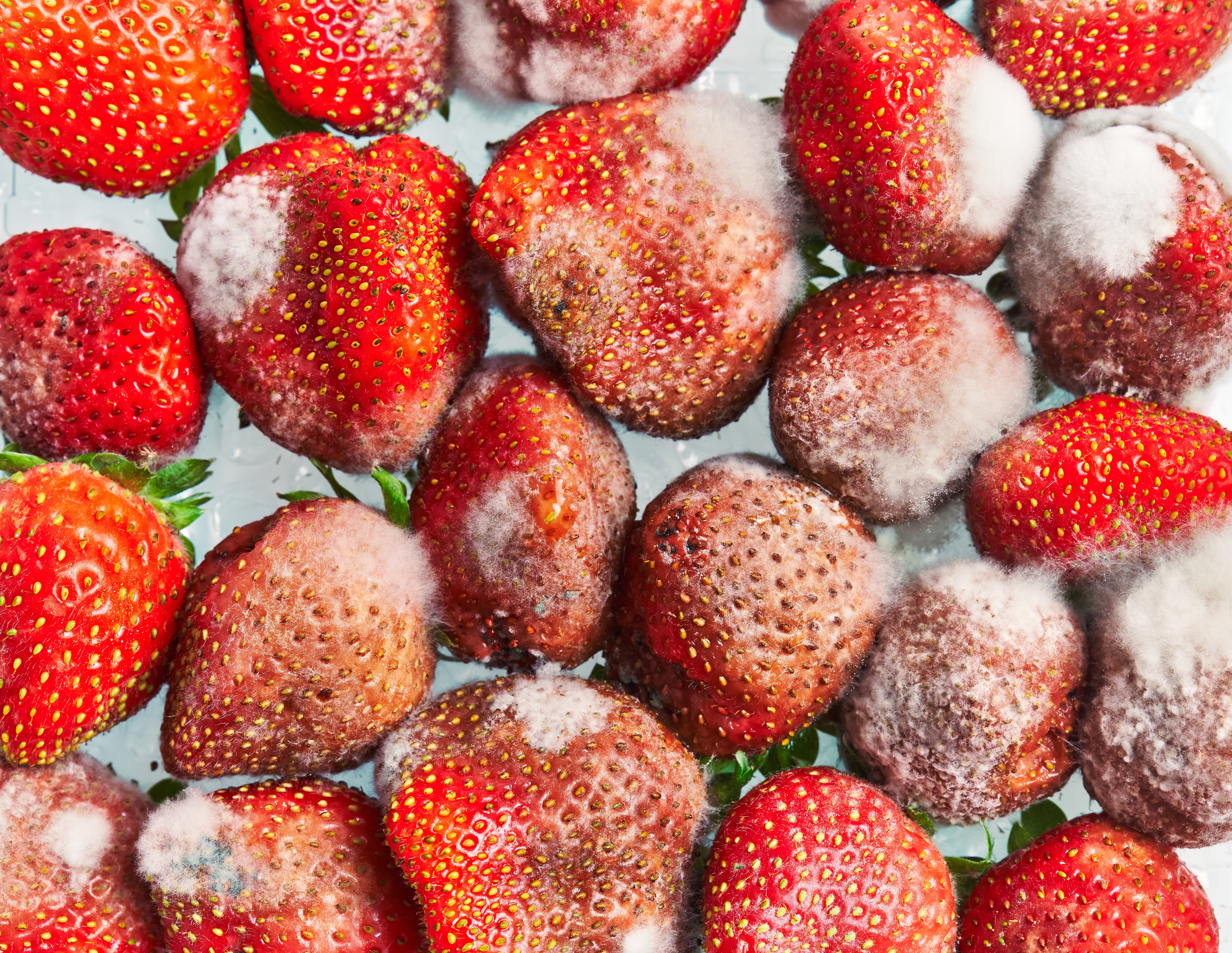 The Impacts of Food Waste in the Food Industry