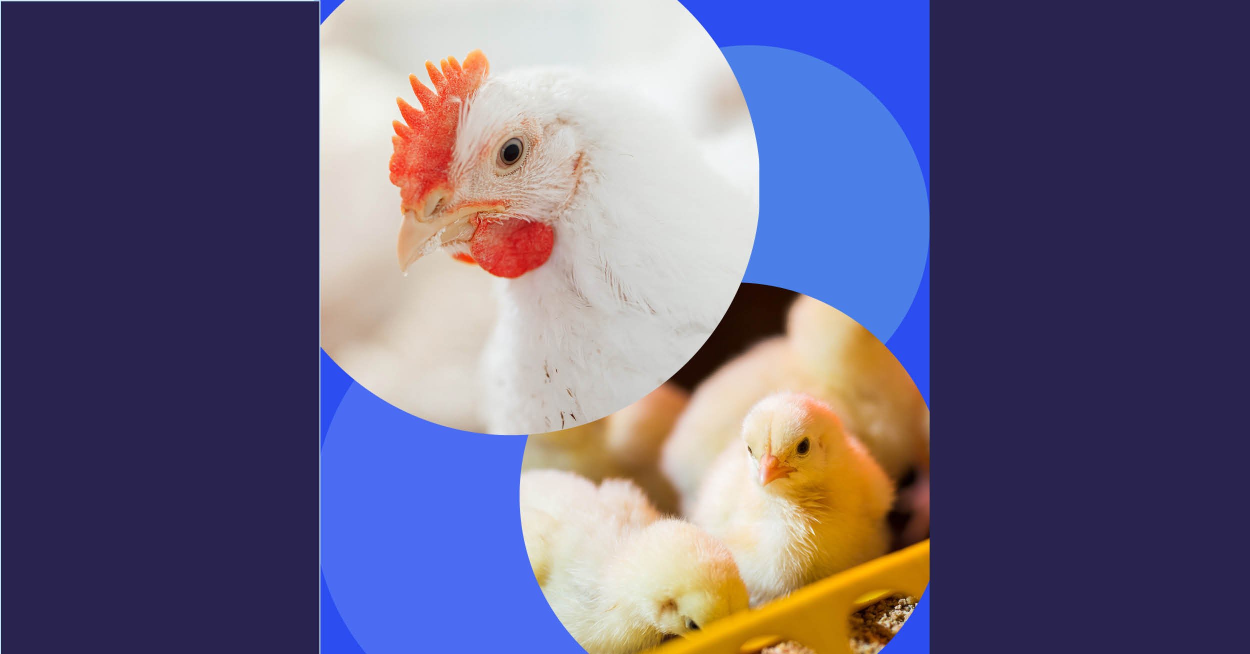 Blog header_Avian Influenza