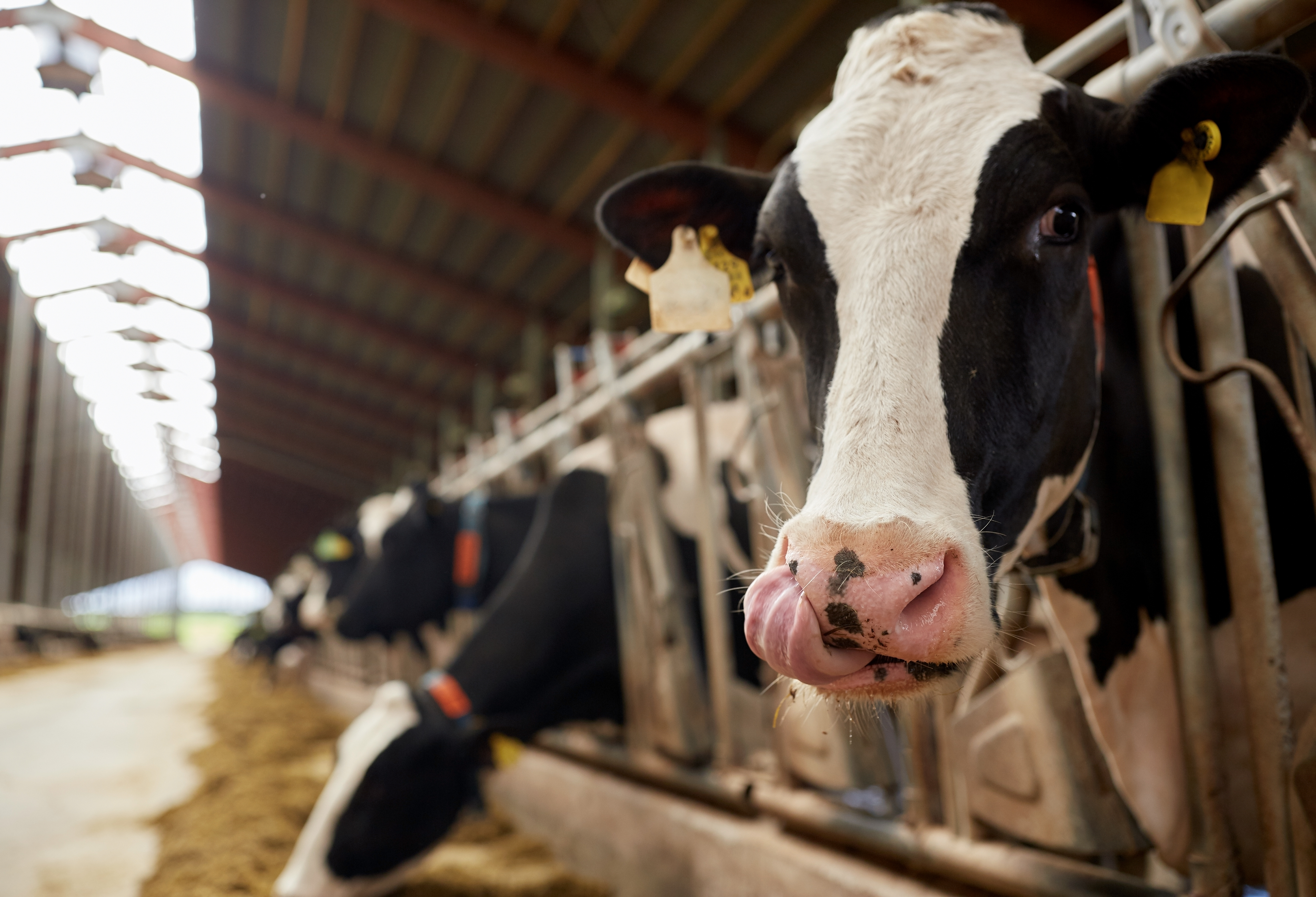 The EU Livestock Strategy and Protein Action Plan: next steps for the food industry