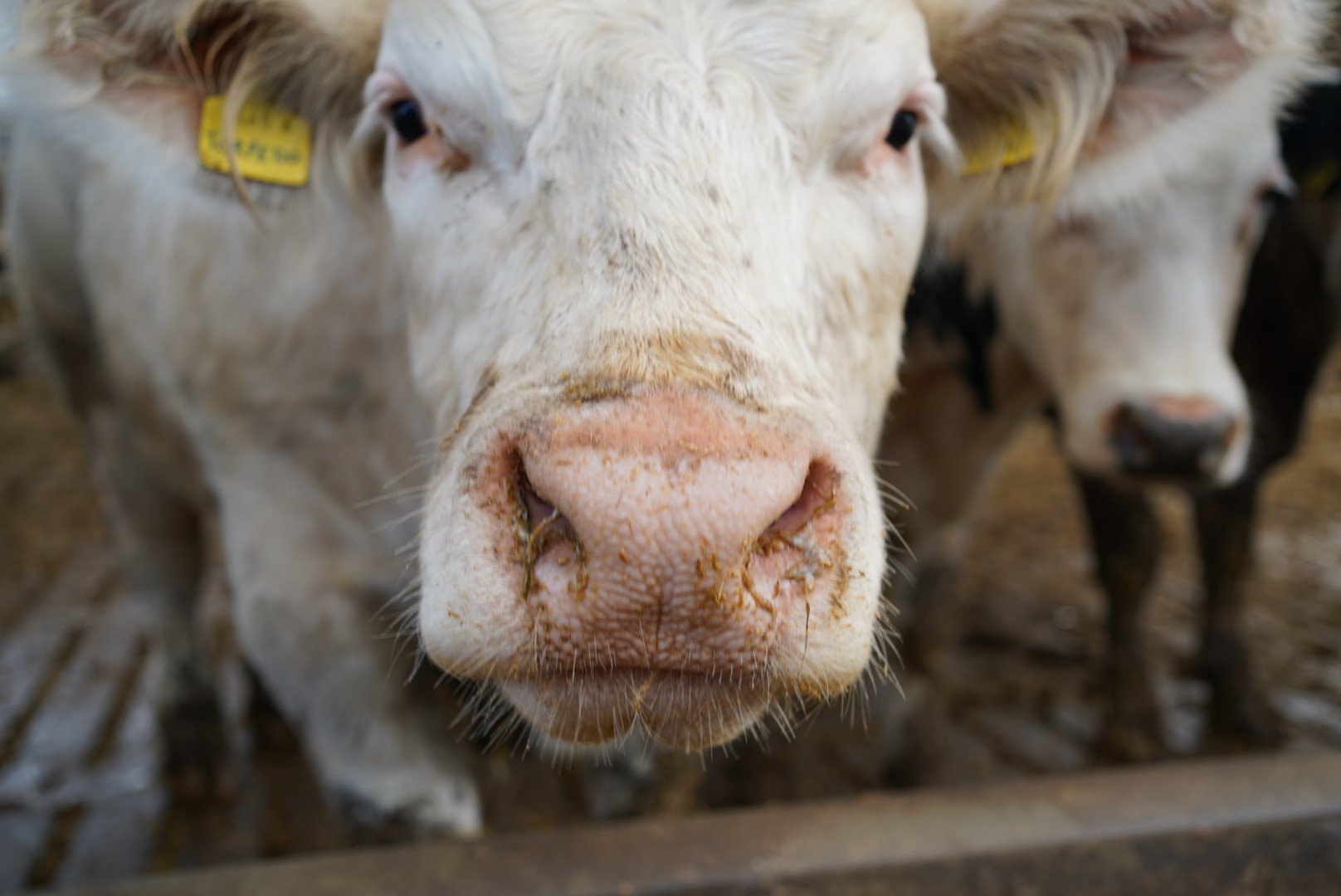 BBFAW 2025 report: what the farm animal welfare benchmark means for food