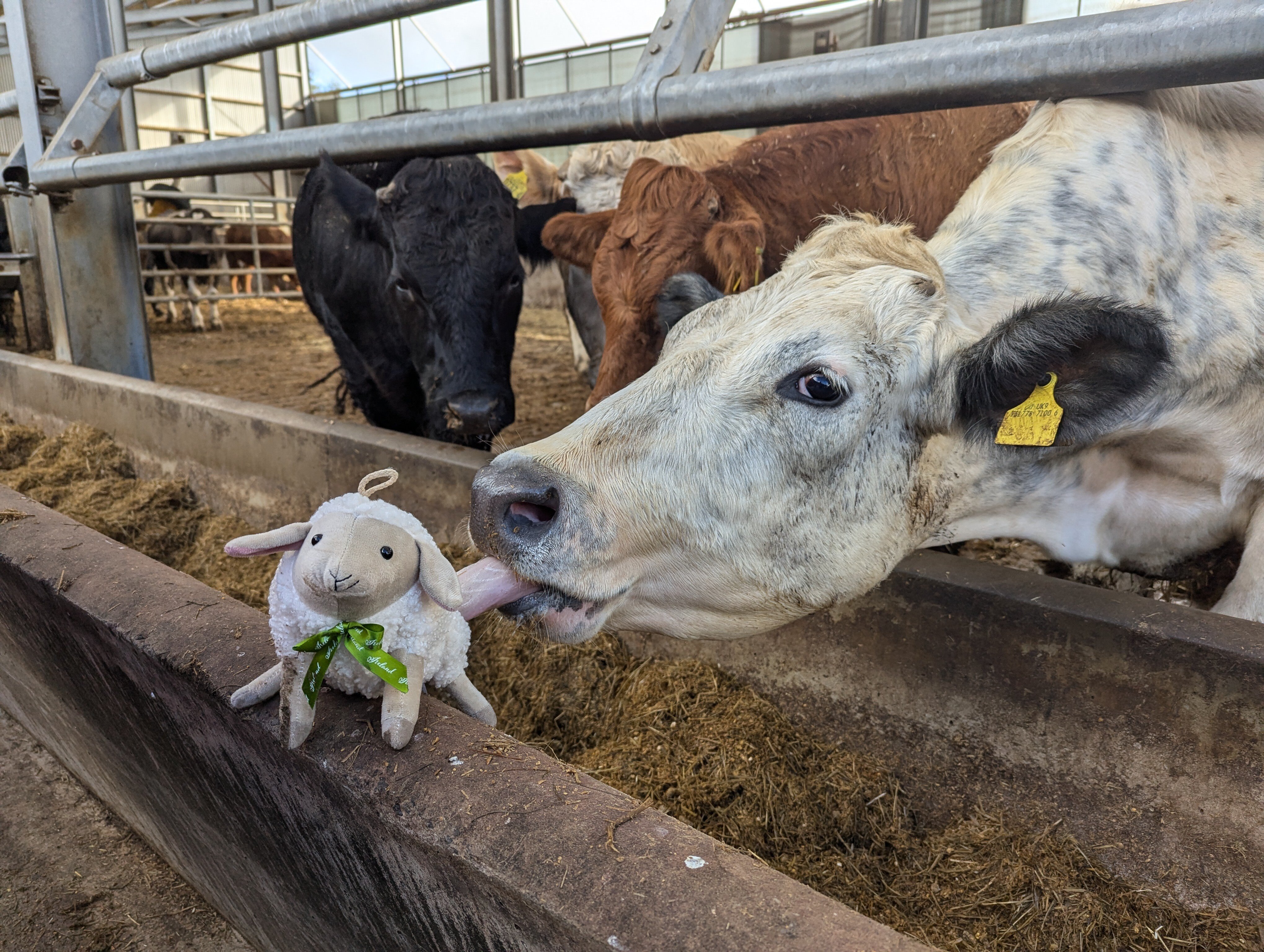 Meet the team with Dr Fiona Roberts, Technical Supply Chain Analyst