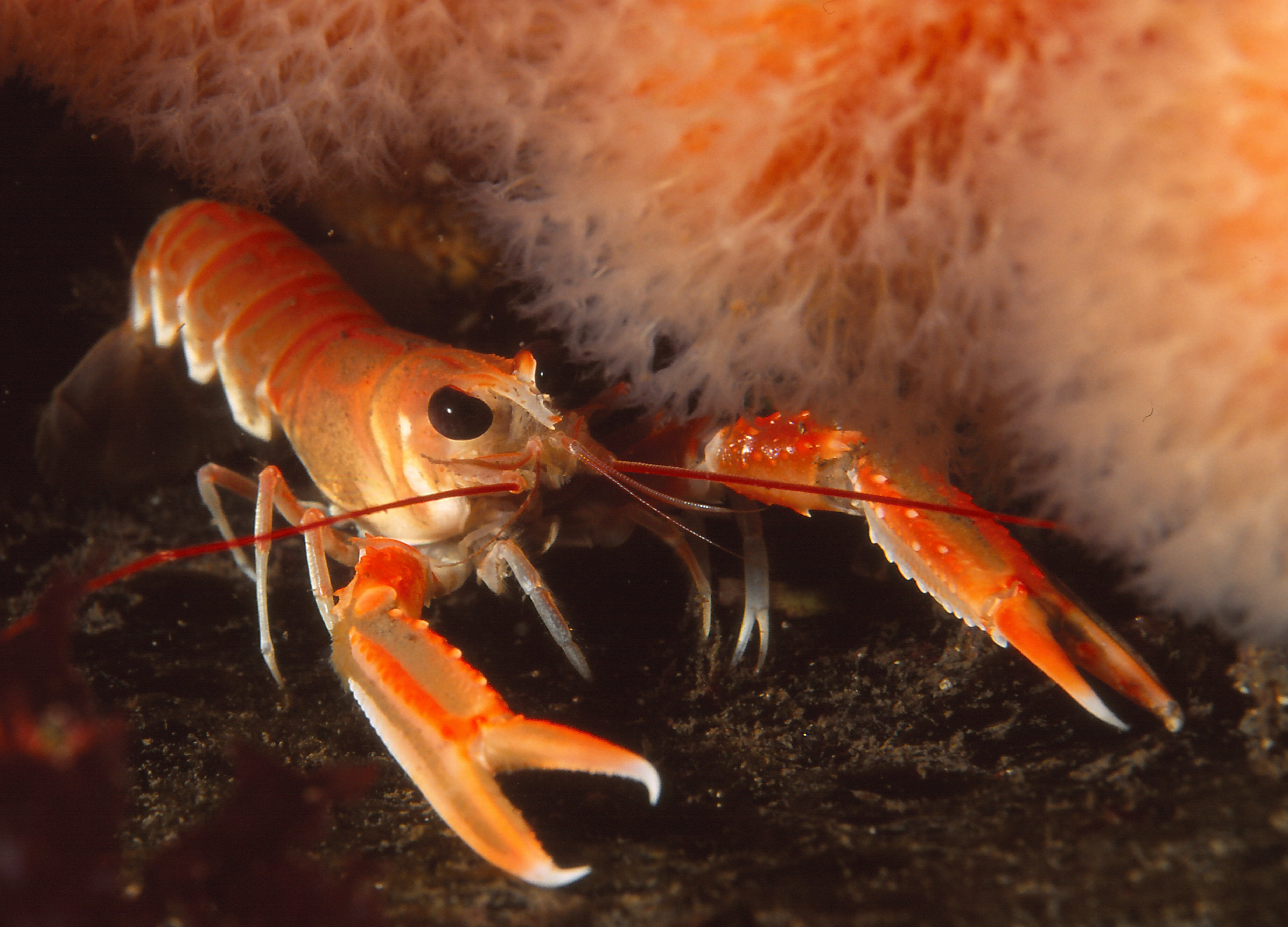 Crustacean Compassion's Snapshot 2025: everything you need to know about the new crustacean welfare report