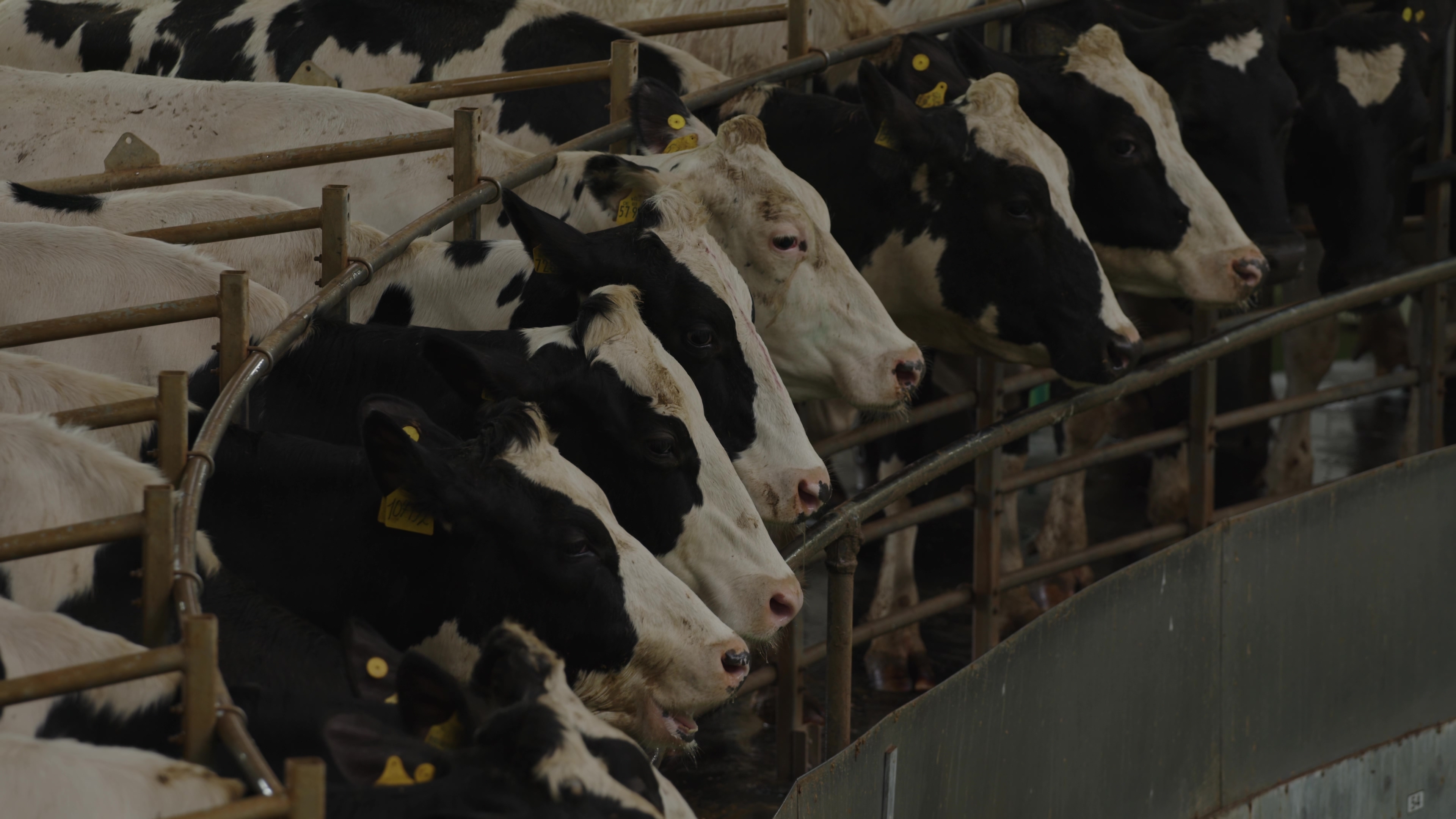 Boom, bust, heatwave: A snapshot of UK dairy in 2026